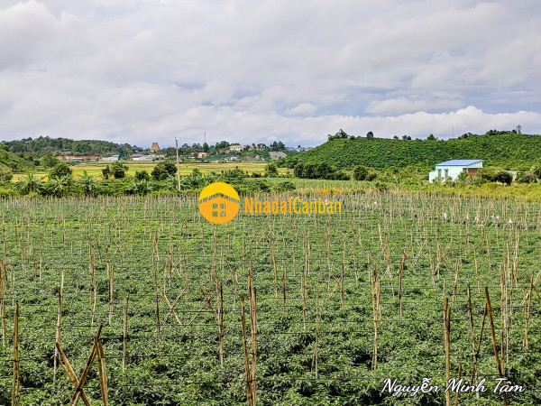 Cần bán nhanh đất nền 6mx53m,kdc thôn phú ao,xã tà hine,lâm đồng chỉ 470 triệunền